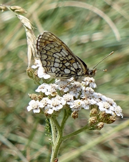 Grison's fritillary
